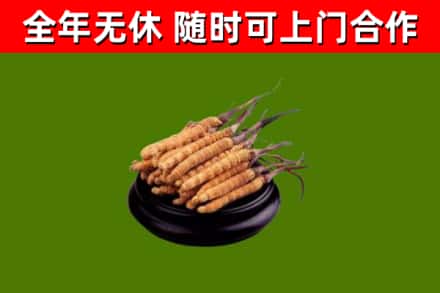 泗水县回收冬虫夏草